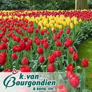 Dutch Bulbs discount code